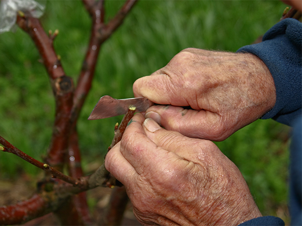 The Art of Grafting Trees: A Beginner’s Guide to Healthier, More Productive Gardens