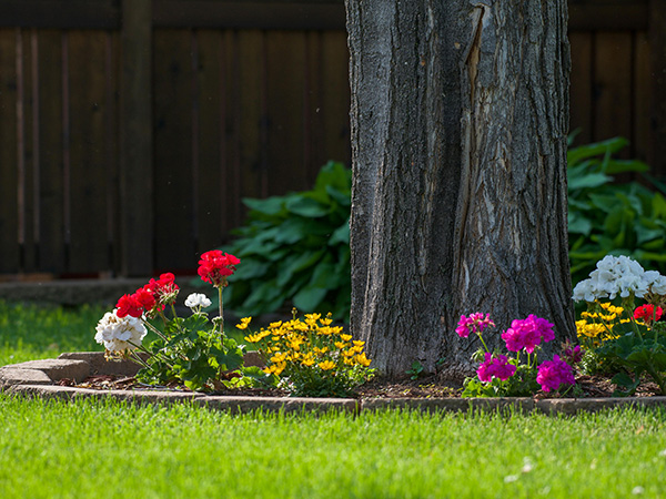 Tips for Landscaping Around Trees