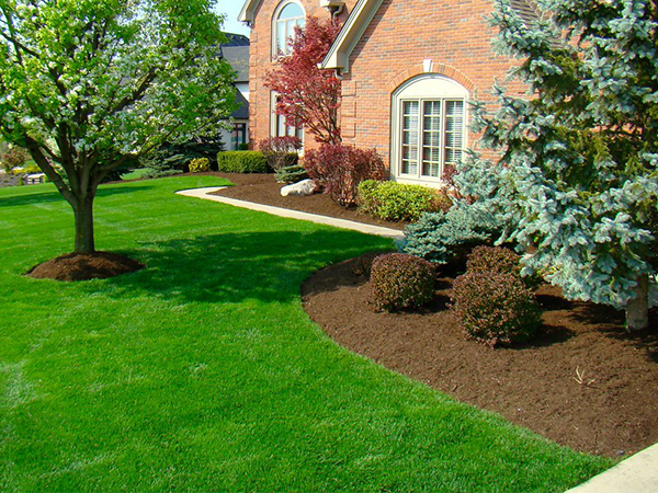 The Best Way to Mulch Around Trees for Healthier Growth and Stronger Roots