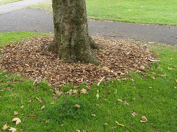 The Best Types of Mulch for Young Trees