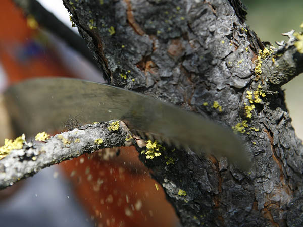 How Pruning Affects Tree Growth and Structure: A Practical Guide for Healthier Trees
