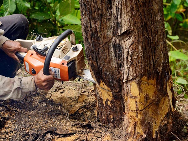 Safeguarding the Process: Safety Protocols and Equipment Used to Remove a Tree