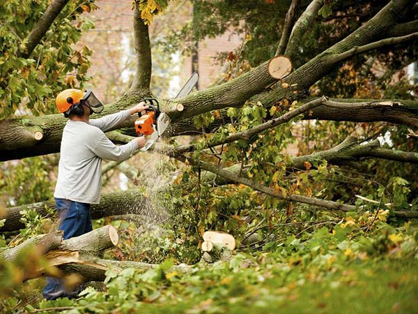 Maximizing Your Yard Space: The Benefits of Tree Removal