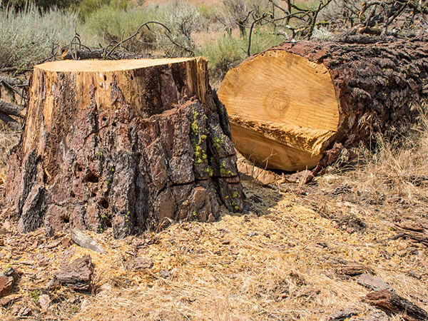 The Fastest and Most Effective Way to Remove a Tree Stump