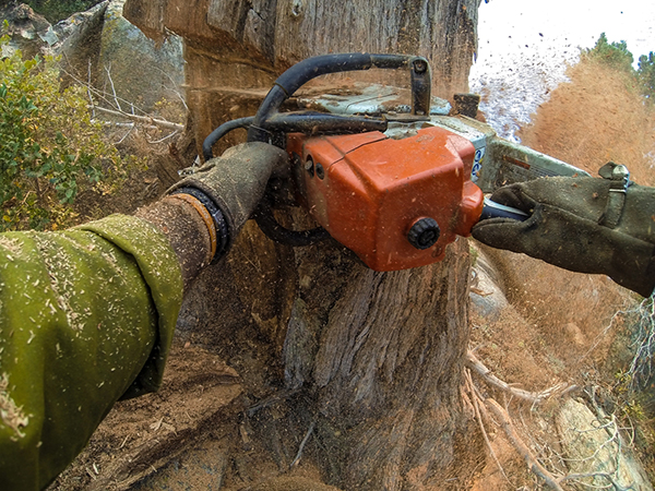 When Preventative Tree Removal Is Necessary and Why It Matters