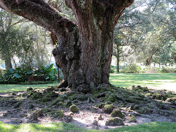 Understanding and Managing Exposed Tree Roots in Your Landscape