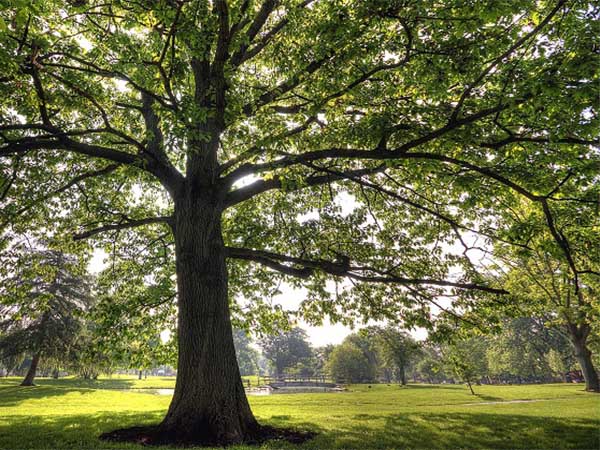 Tips for Controlling the Size of a Tree
