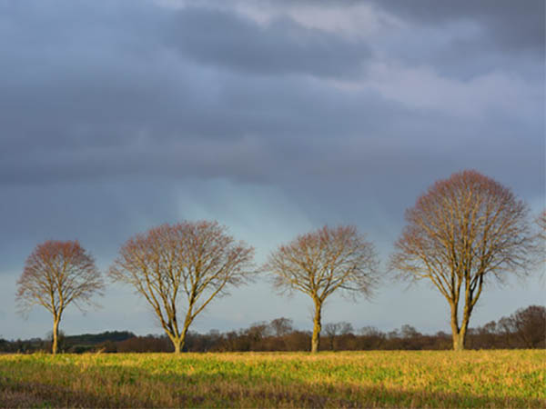 How Far Apart Should You Plant Trees? A Guide to Proper Tree Spacing