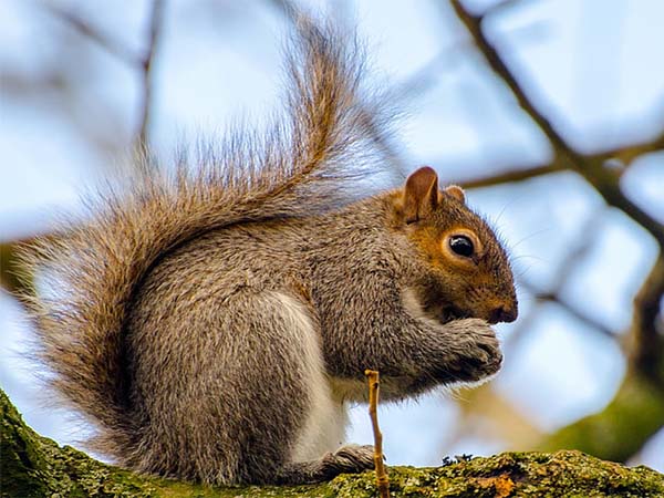 Tips for Keeping Animals from Damaging Your Trees