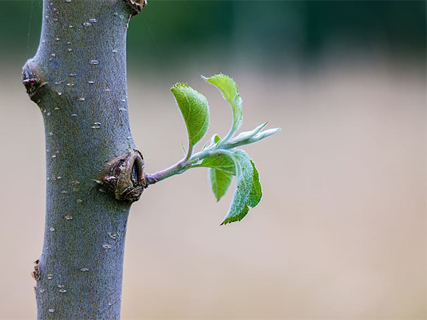 When and How to Stake a Tree for Healthy Growth