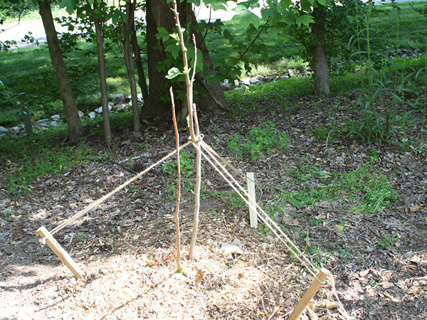 Tree Stakes 101: When to Use Them and When to Remove Them for Healthy Growth