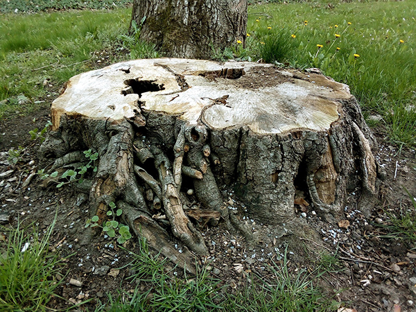 How to Kill and Remove a Tree Stump