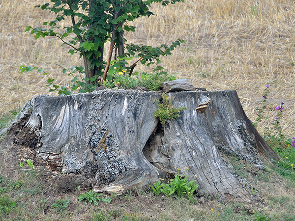 How to Remove a Tree Stump: Safe and Effective Methods for Your Yard