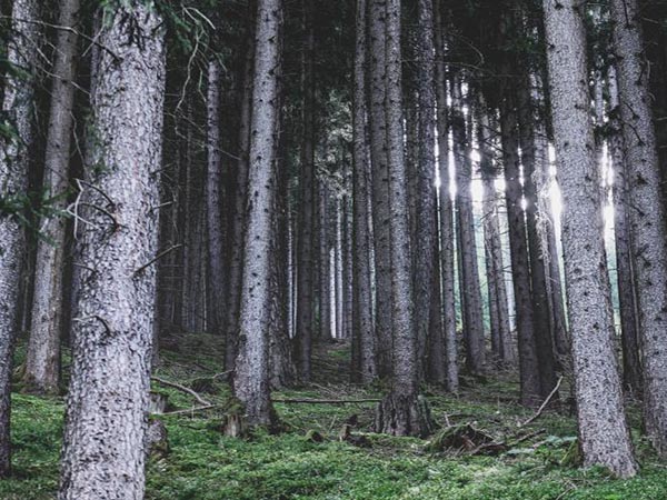 Tree Thinning Tips: How to Manage Overcrowded Forests for Healthier Growth