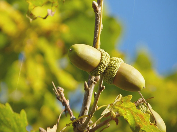When Trees Grow Together: What It Means and How to Respond