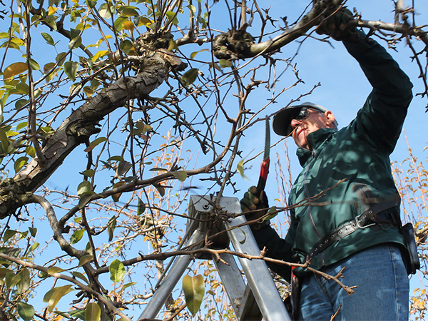 When and How to Best Trim Your Trees