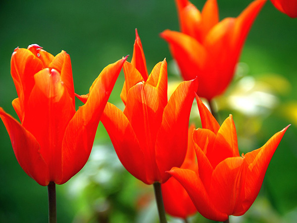 6 Gorgeous Flowers You Can Grow from Bulbs
