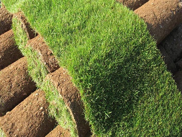 Sustainable Turf Grass Options: Eco-Friendly Choices for a Greener Lawn