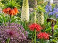 Unusual Flower Bulbs That Will Make Your Garden Stand Out