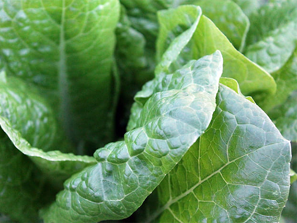 10 Creative Ways to Add More Greens to Your Diet