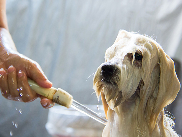 Dog Bathing Tips: How to Make Bath Time Easier and Stress-Free