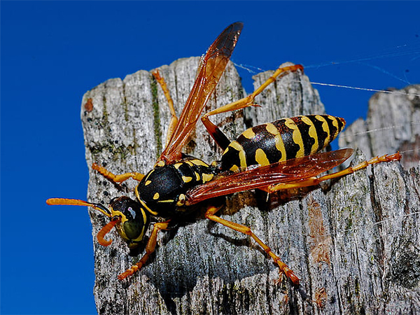 Understanding the Difference Between a Hornet and Wasp