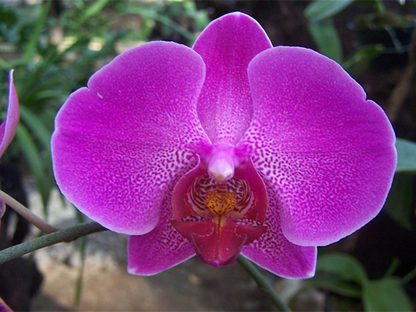 Orchid Watering Guide: Simple Tips to Keep Your Orchids Healthy and Blooming