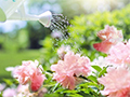 The Best Time of Day to Water Your Plants