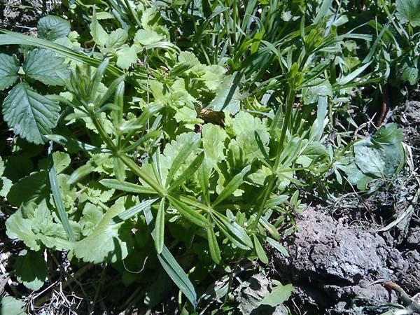 Winning the War on Weeds: Proven Strategies for a Healthy, Beautiful Yard