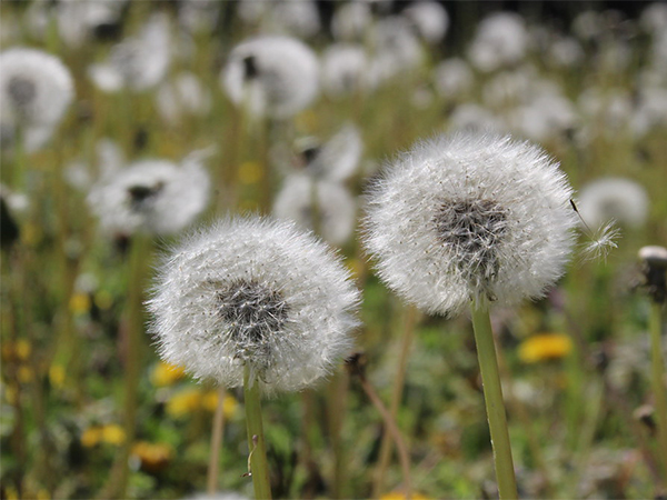 Eco-friendly Ways to Kill Weeds in Your Yard