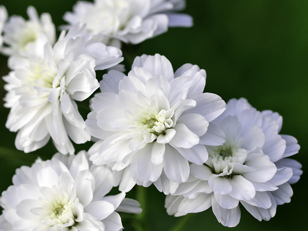 What Is the Most Common Flower Color in the World?