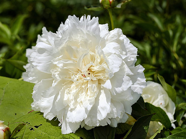 34 Beautiful White Flowers to Create a Stunning Garden