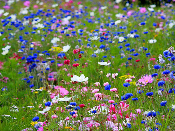 How to Welcome Wildflowers Into Your Garden for Natural Beauty and Biodiversity