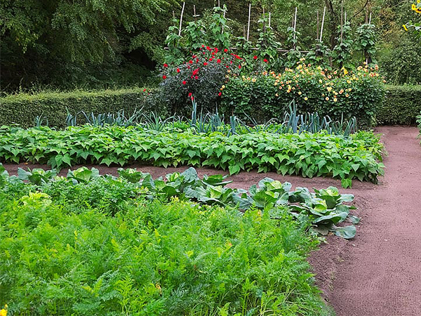 The Benefits of Leaving Your Garden Alone