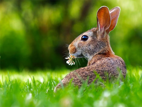 How to Protect Your Trees from Animal Damage