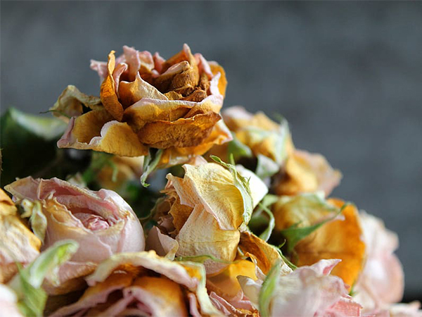 Preserving the Beauty: How to Stop Flowers from Wilting