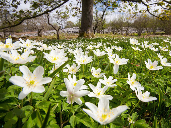 How to Grow Wood Anemone Flowers for a Beautiful Shade Garden