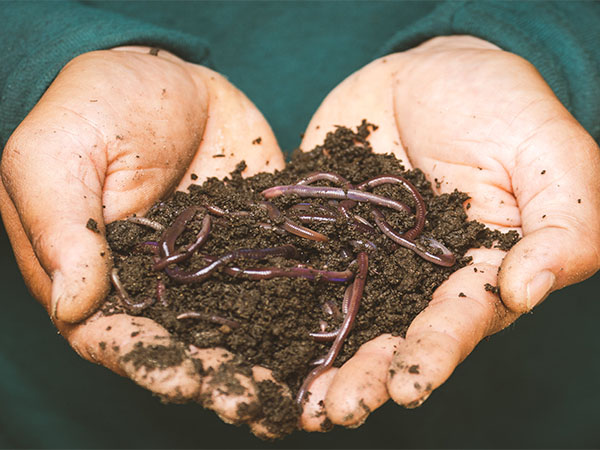 The Power of Worm Castings: Nature’s “Black Gold” for a Healthier Garden