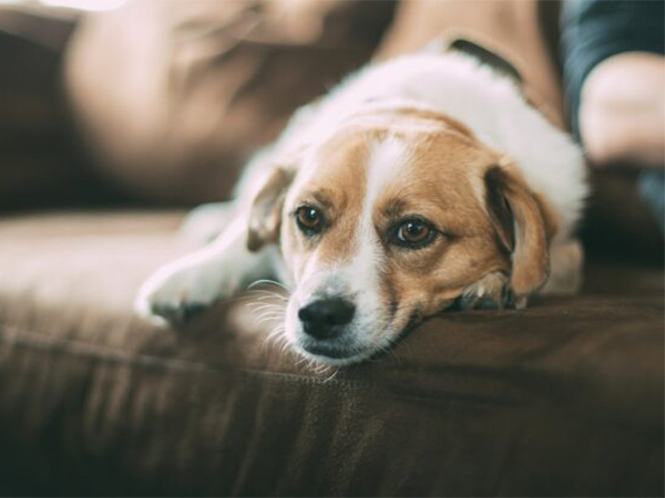 Xylitol and Dogs: A Hidden Danger Every Pet Owner Should Know