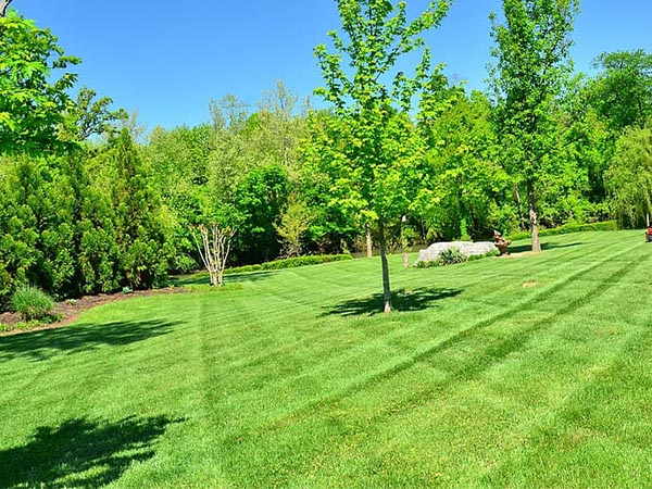 How to Improve Yard Drainage: A Practical Guide for a Healthier, Better-Looking Landscape