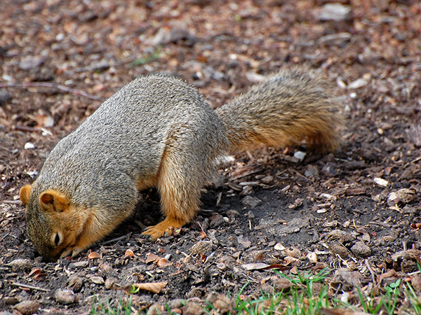 What’s Digging Holes in Your Yard? Common Culprits and How to Handle Them