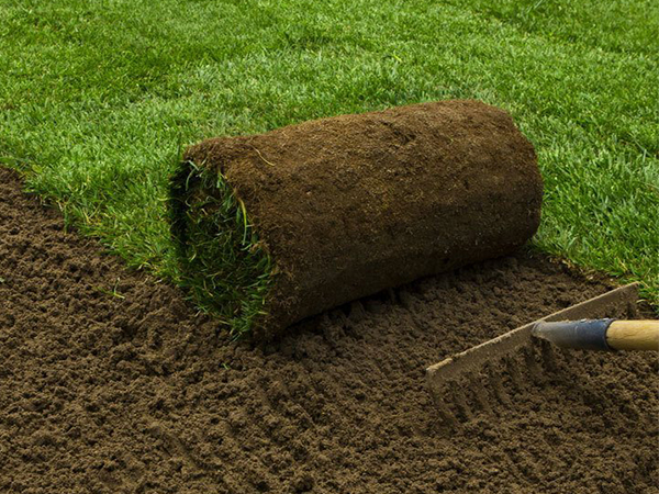 Sodding vs. Seeding: Which Is the Best Choice for Your Lawn?