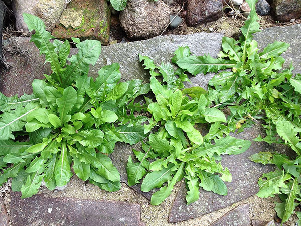 Natural Weed Control: Safe and Effective Ways to Keep Your Garden Healthy