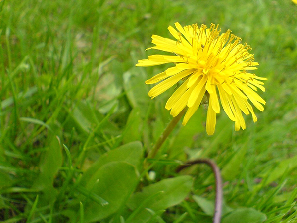 How to Get Rid of Weeds in Your Yard: Effective Weed Control Tips