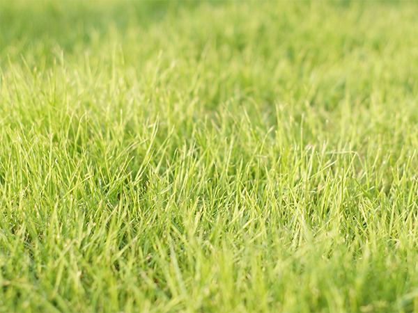 Why Is Your Grass Turning Yellow? Common Causes and How to Restore a Healthy Lawn