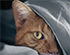 9 Warning Signs Your Cat Needs a Vet