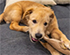 Why Your Dog Chews