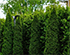 Easy Ways to Preserve Your Yard’s Privacy as Leaves Fall