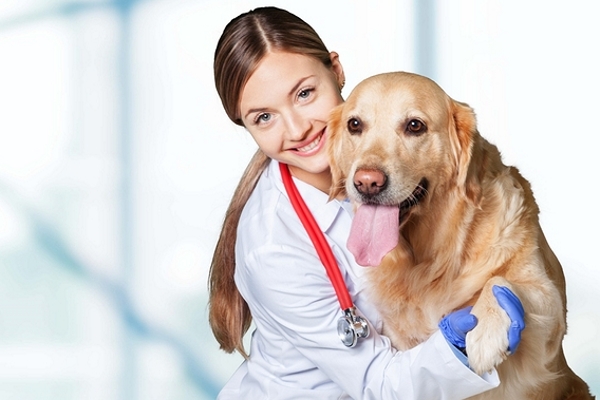 Animal Hospitals