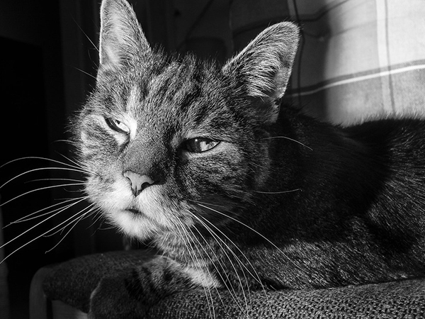 Social Media for The Best Way to Care for an Aging Cat